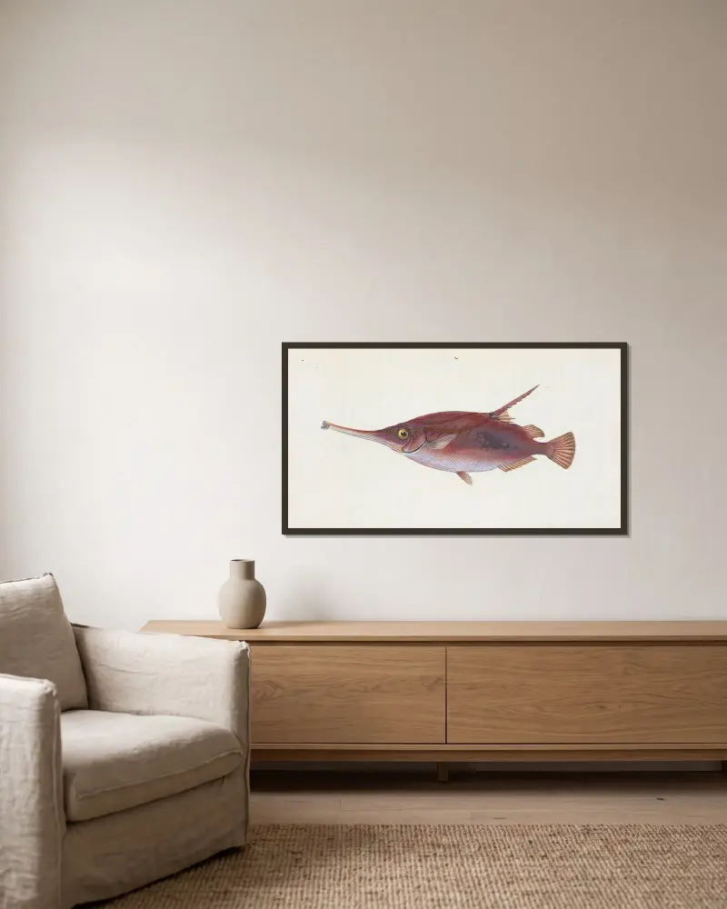 Snipe, or Trumpet-fish, Centriscus Scolopax av Edward Donovan inramad på en vägg