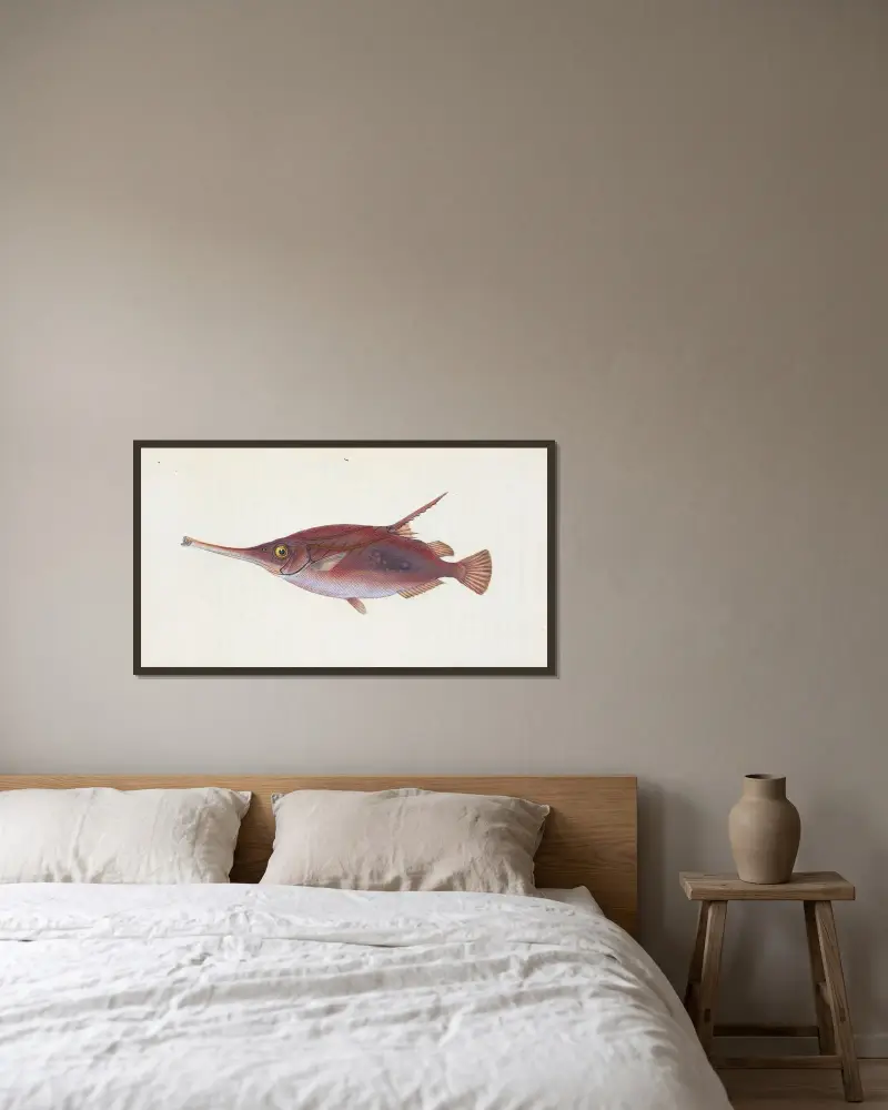 Snipe, or Trumpet-fish, Centriscus Scolopax av Edward Donovan inramad på en vägg