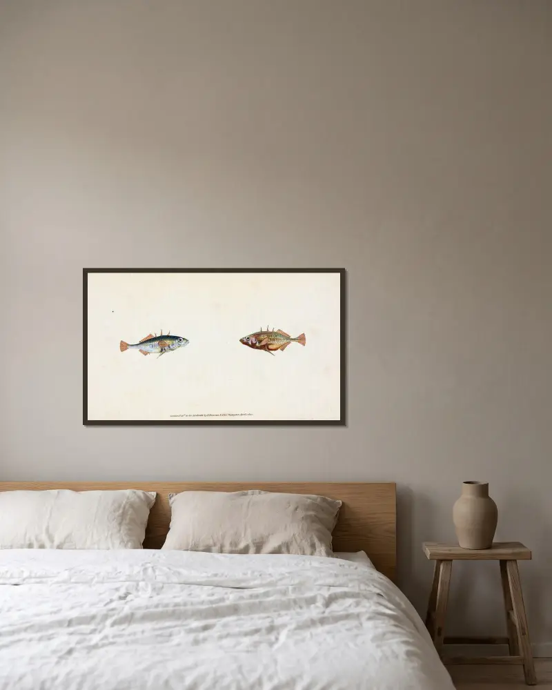 Stickleback, three-spined, Gasterosteus Aculeatus av Edward Donovan inramad på en vägg