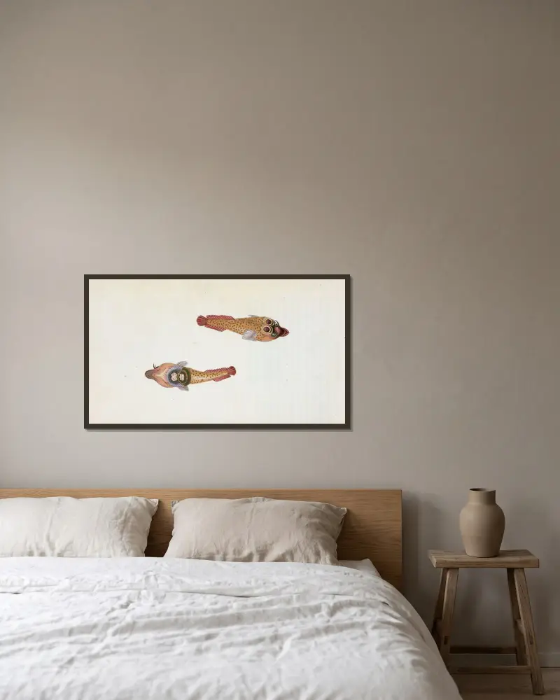 Sucker, Ocellated, Cyclopterus Ocellatus av Edward Donovan inramad på en vägg