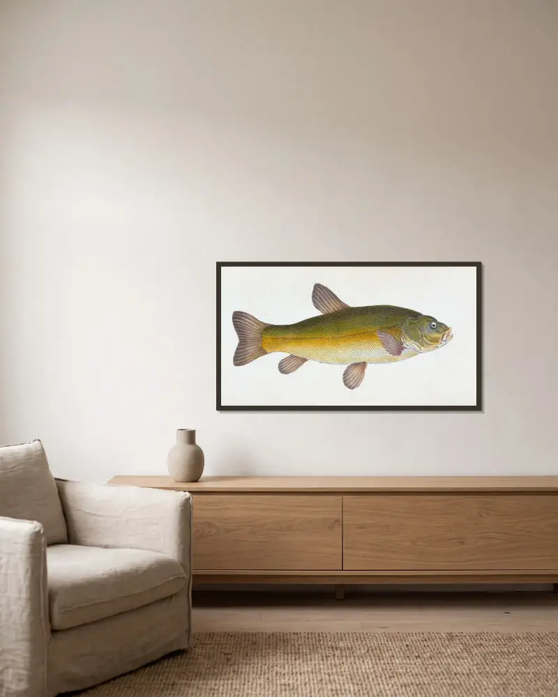 Schleie, Cyprinus Tinca von Edward Donovan gerahmt an einer Wand
