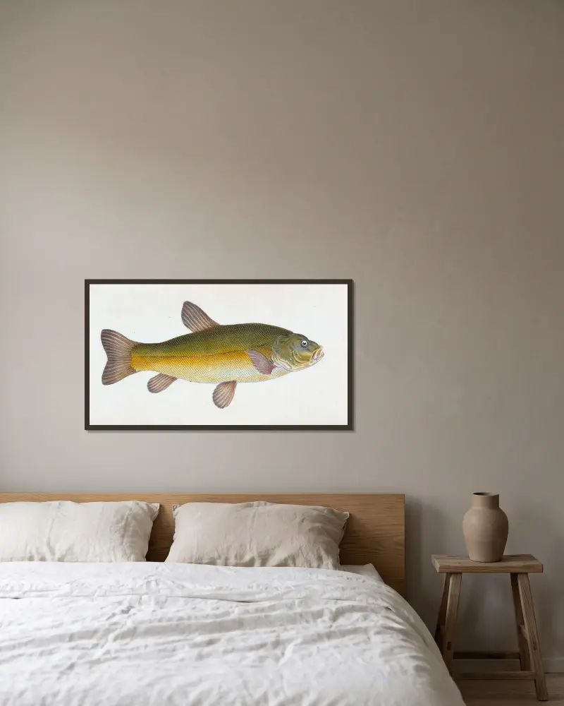 Schleie, Cyprinus Tinca von Edward Donovan gerahmt an einer Wand