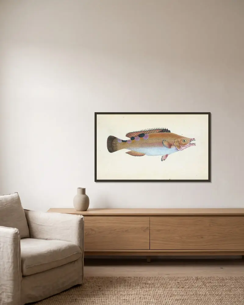 Trimaculated Wrasse, Labrus trimaculatus av Edward Donovan inramad på en vägg