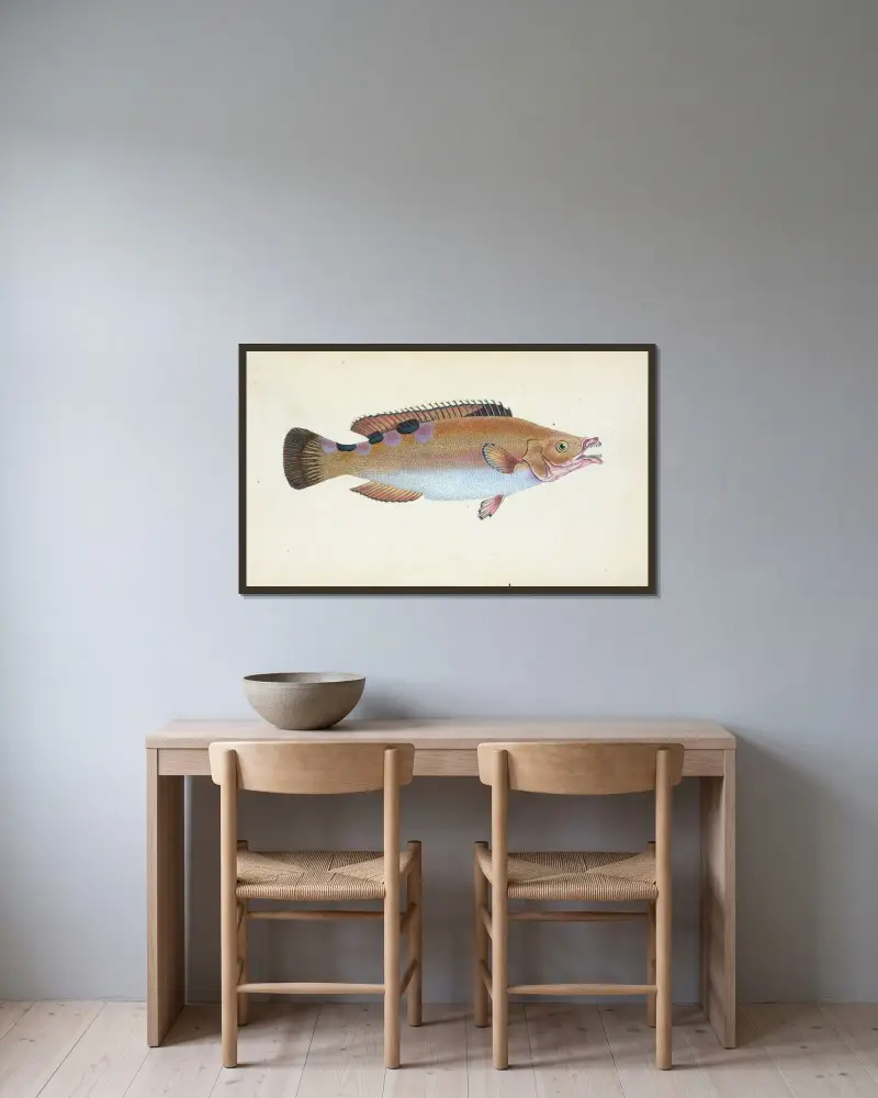 Trimaculated Wrasse, Labrus trimaculatus av Edward Donovan inramad på en vägg