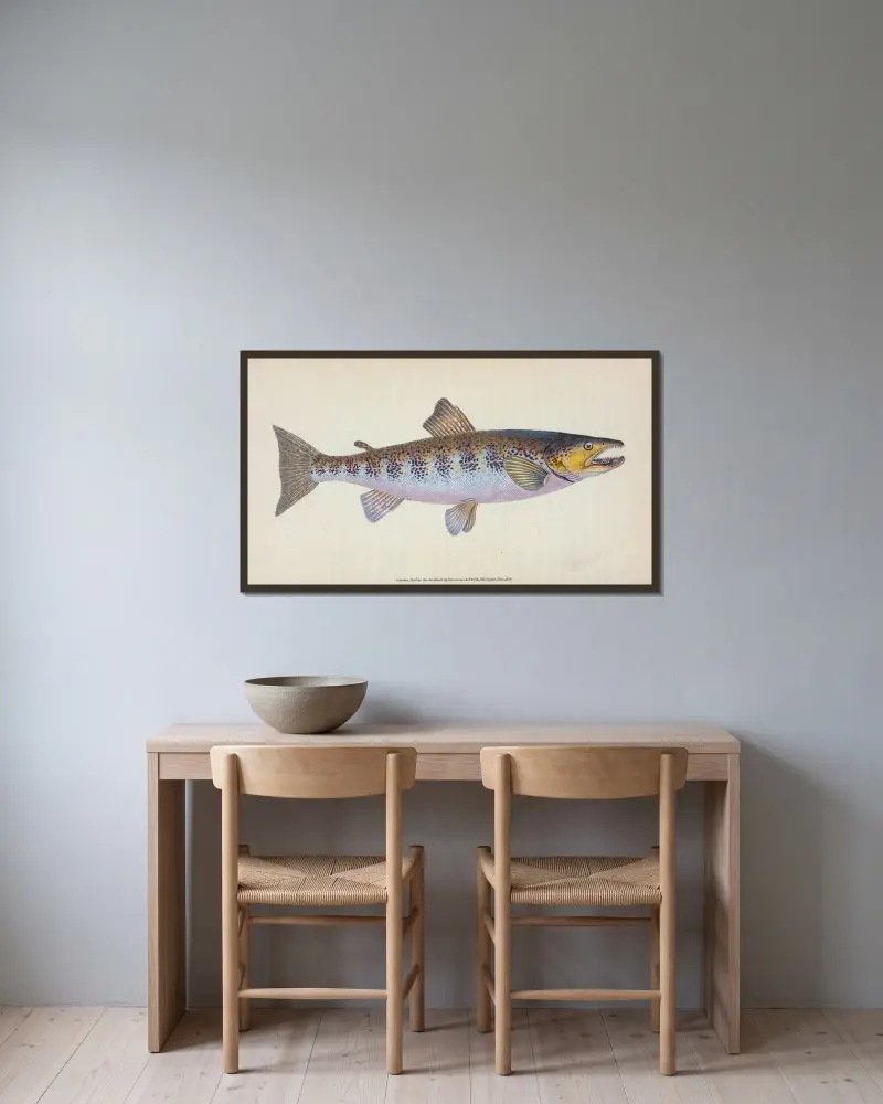Öring, Salmo Fario av Edward Donovan inramad på en vägg