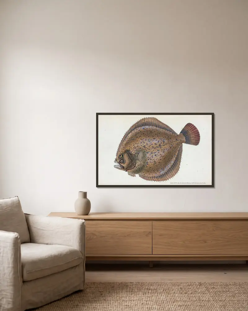 Turbot, Pleuronectes maximus av Edward Donovan inramad på en vägg