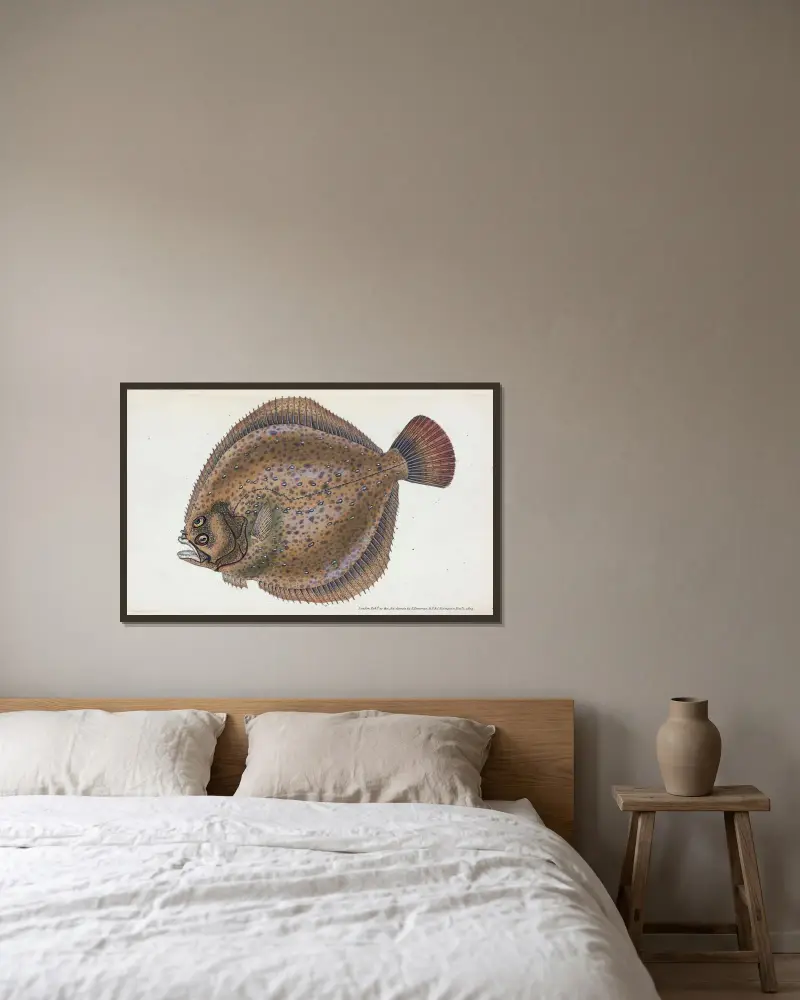 Turbot, Pleuronectes maximus av Edward Donovan inramad på en vägg