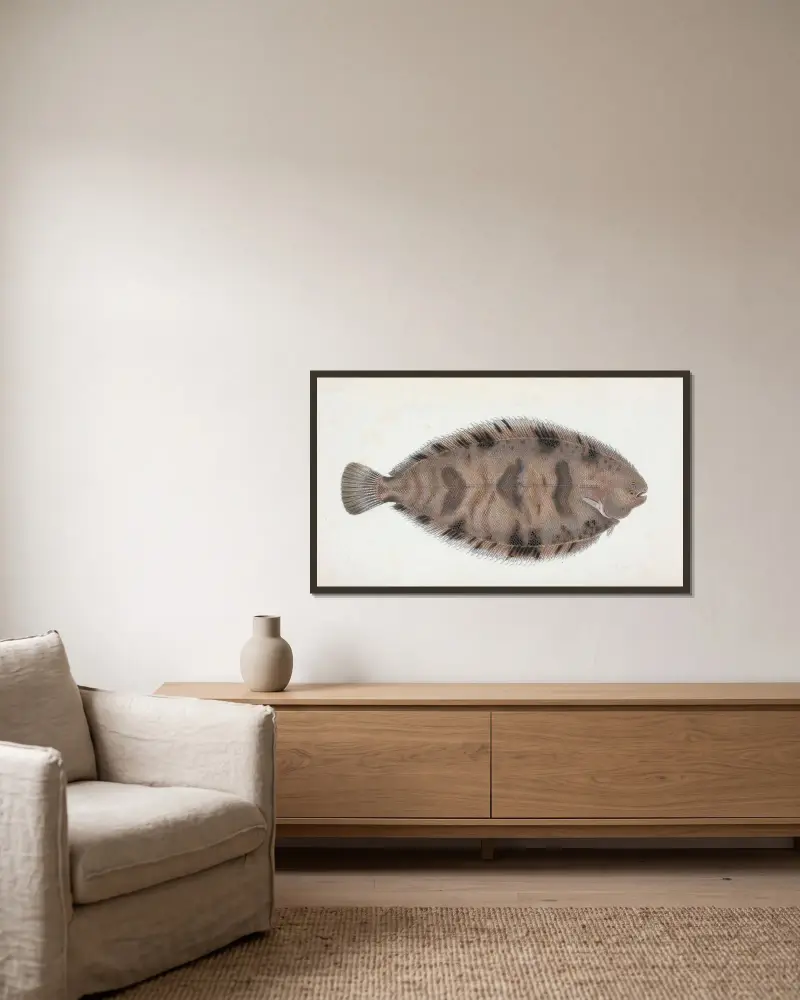 Gefleckte Seezunge, Pleuronectes Variegatus von Edward Donovan gerahmt an einer Wand