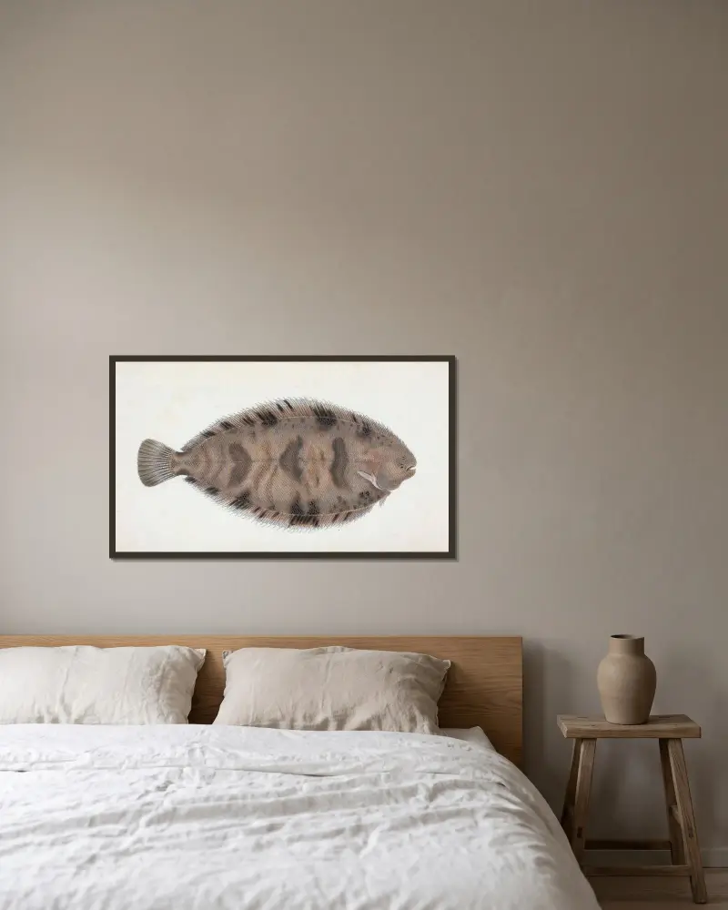 Gefleckte Seezunge, Pleuronectes Variegatus von Edward Donovan gerahmt an einer Wand