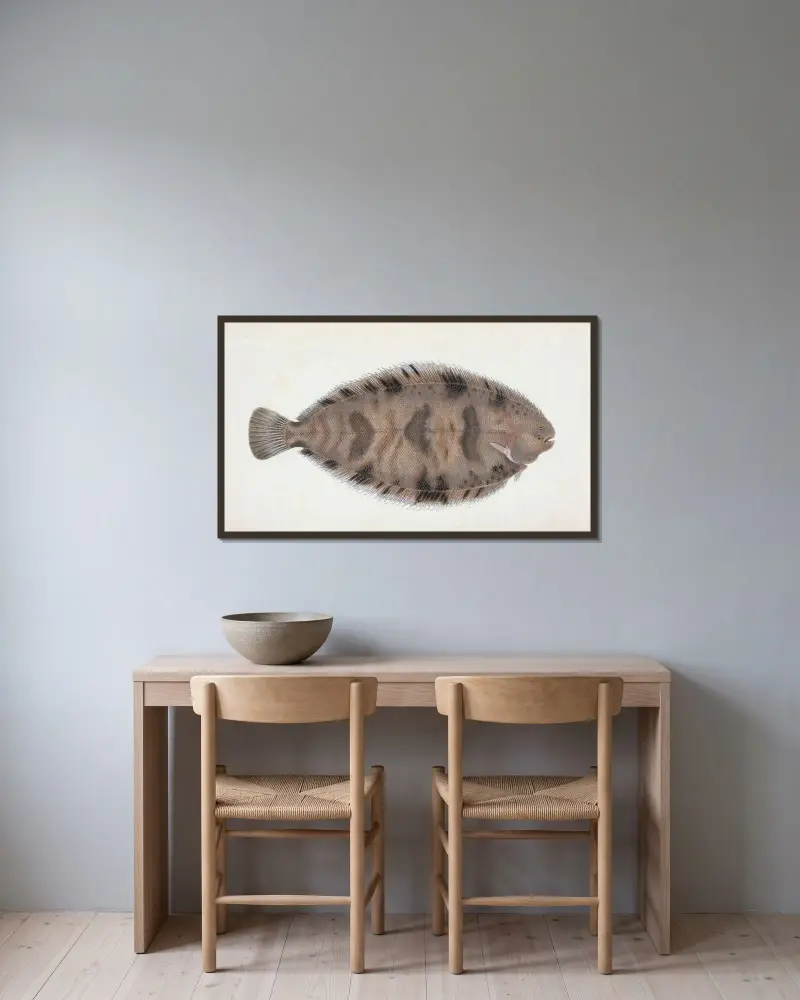 Gefleckte Seezunge, Pleuronectes Variegatus von Edward Donovan gerahmt an einer Wand