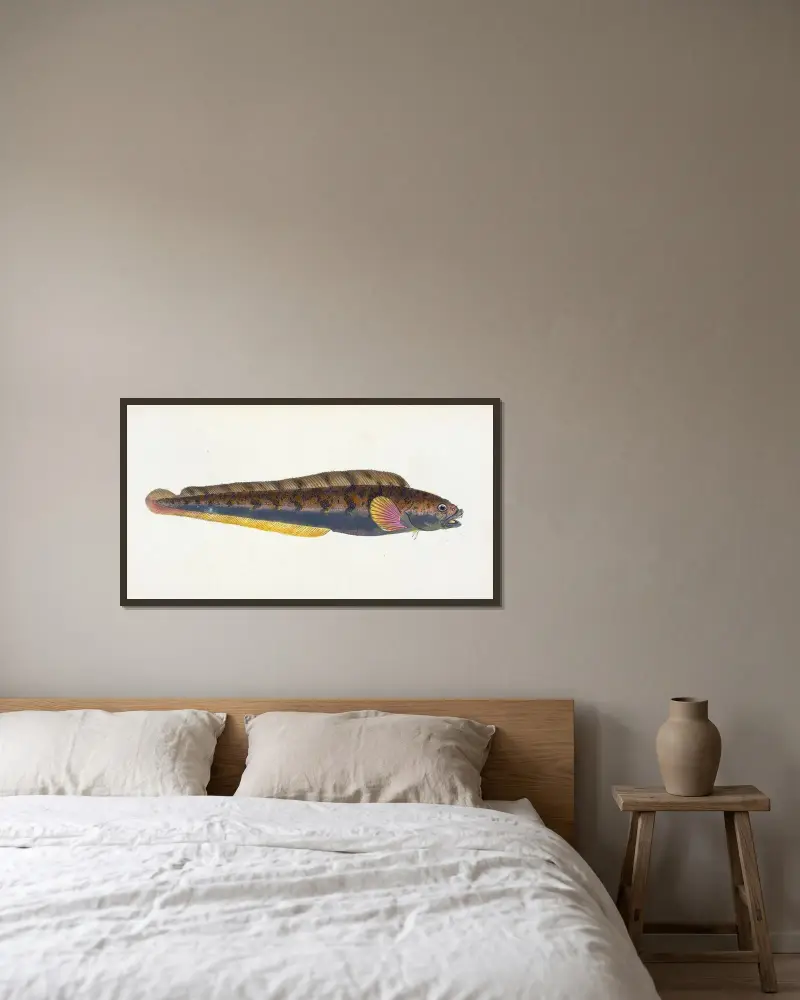 Viviparous Blenny, Blennius viviparous av Edward Donovan inramad på en vägg
