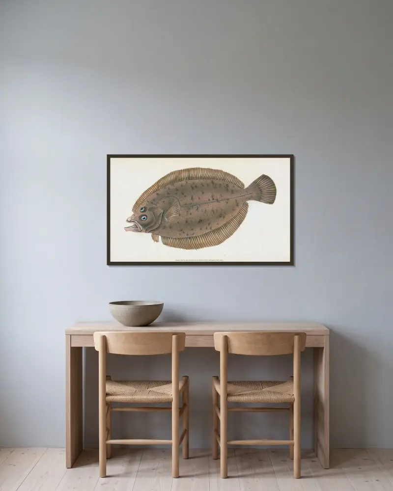 Whiff, Pleuronectes Megastoma von Edward Donovan gerahmt an einer Wand