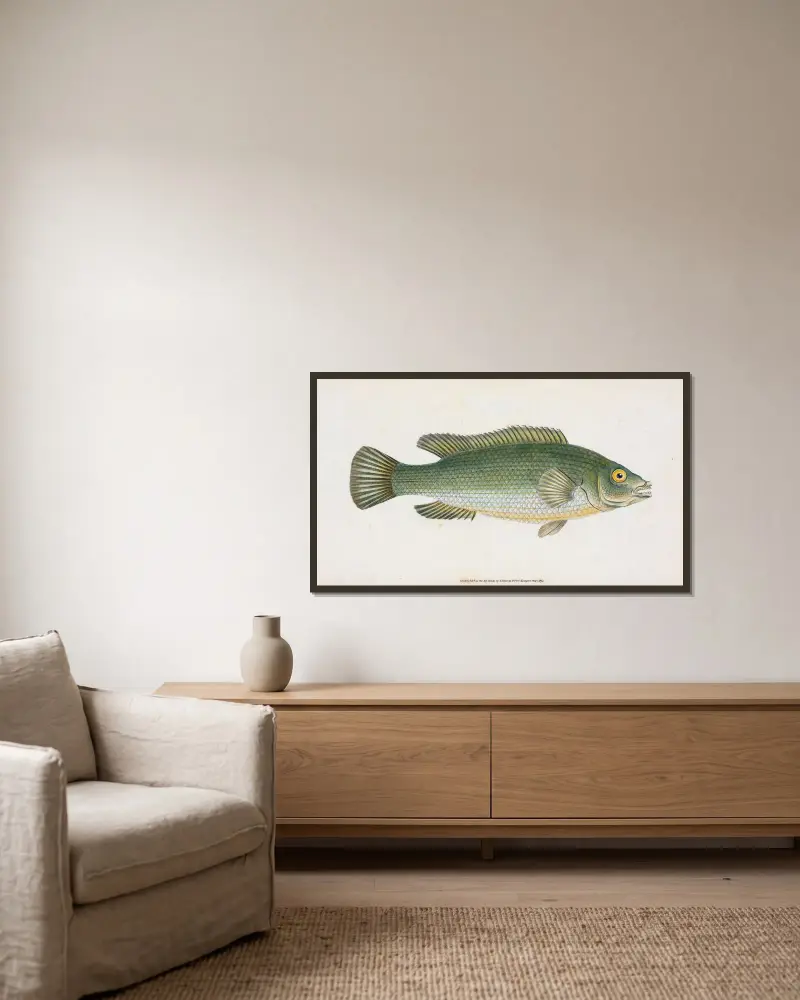 Wrasse, streaked, Labrus Lineatus av Edward Donovan inramad på en vägg