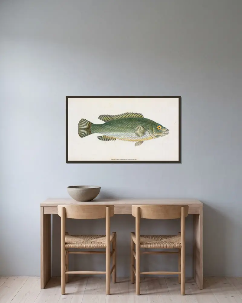 Wrasse, streaked, Labrus Lineatus av Edward Donovan inramad på en vägg