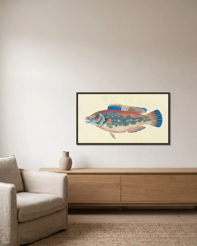 Wrasse, striped, Labrus Variegatus av Edward Donovan inramad på en vägg