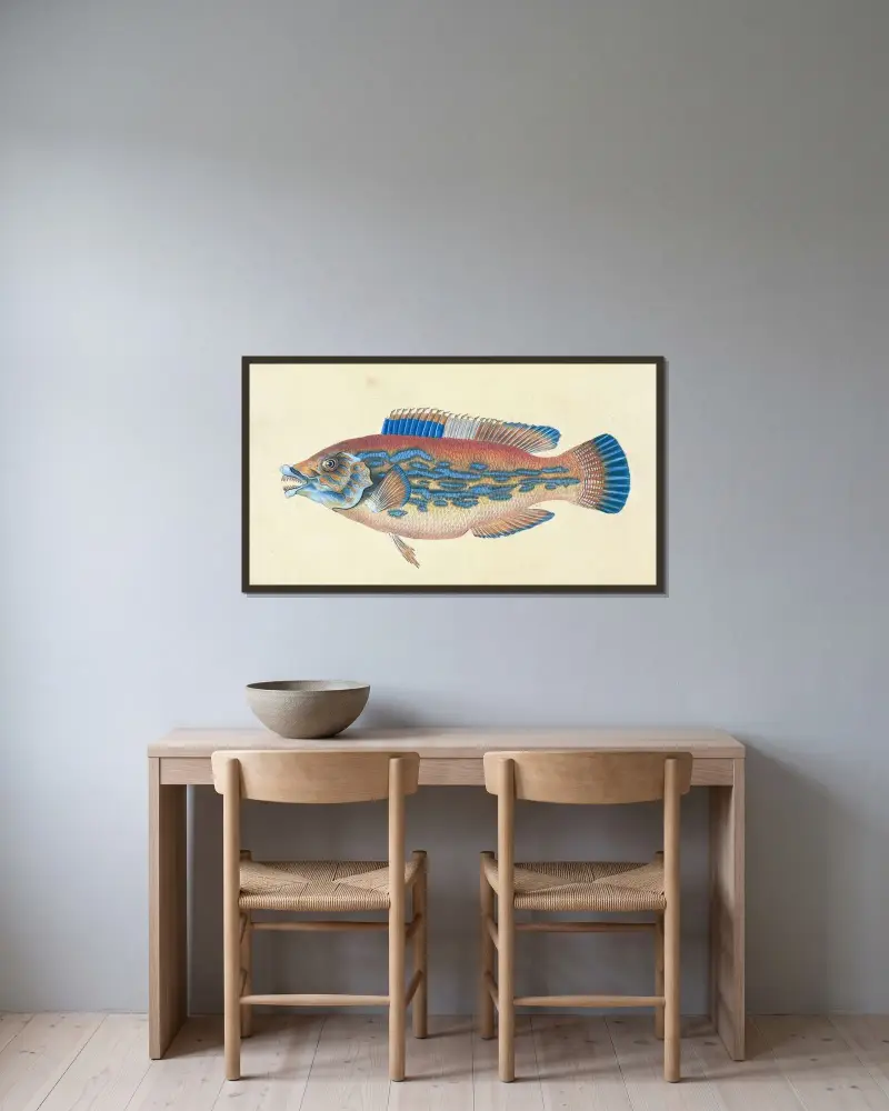 Wrasse, striped, Labrus Variegatus av Edward Donovan inramad på en vägg