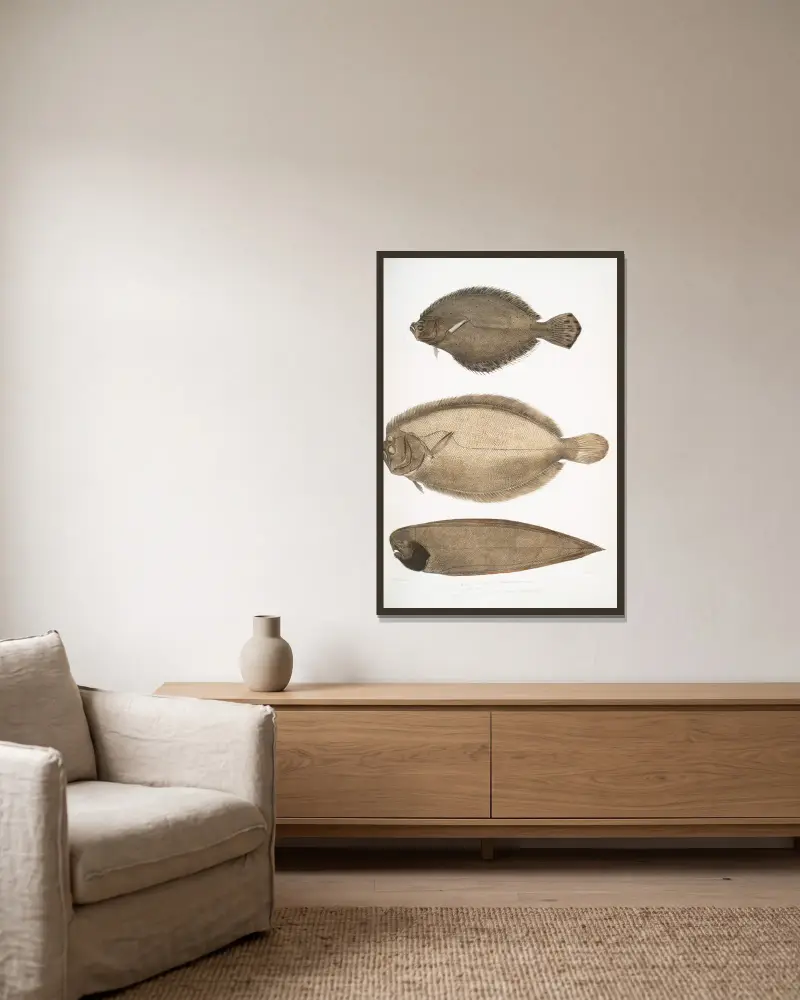 1. Chinese Plaice, Platessa Chinensis; 2. Dr. Russell’s Plaice, Platessa Russellii; 3. Short lined Finless Sole, Plagusia abbreviata. China. av John Edward Gray inramad på en vägg