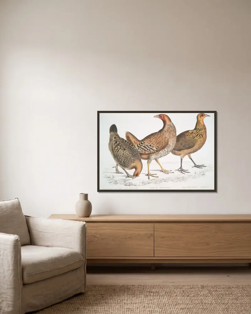 1. Javan Hen, Gallus furcatus; 2. Lord Stanley’s Hen, Gallus Stanleyi; 3. Bank’s Hen, Gallus Bankiva. av John Edward Gray inramad på en vägg