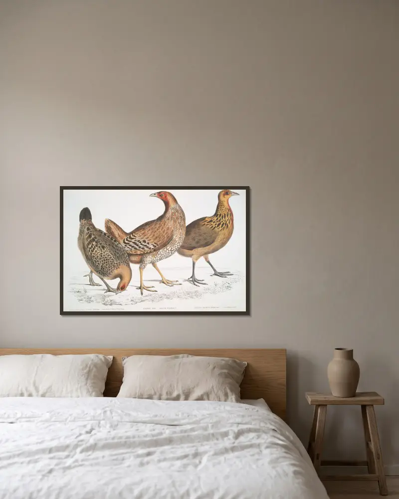 1. Javan Hen, Gallus furcatus; 2. Lord Stanley’s Hen, Gallus Stanleyi; 3. Bank’s Hen, Gallus Bankiva. av John Edward Gray inramad på en vägg