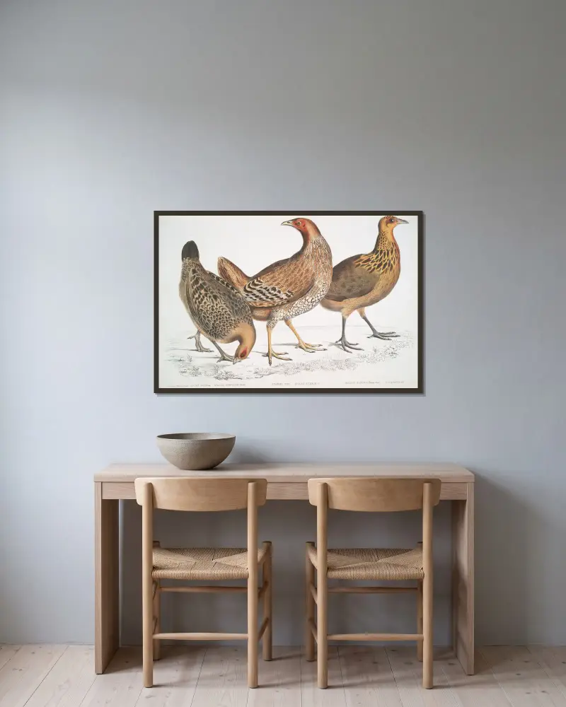 1. Javan Hen, Gallus furcatus; 2. Lord Stanley’s Hen, Gallus Stanleyi; 3. Bank’s Hen, Gallus Bankiva. av John Edward Gray inramad på en vägg