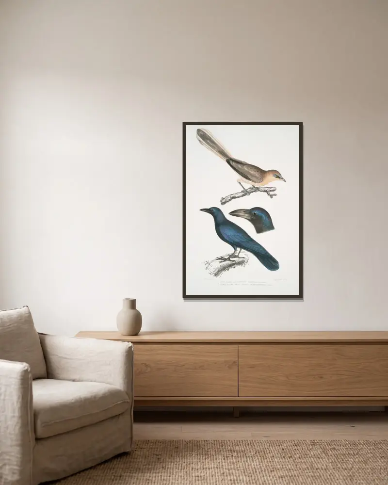1. Pale Eared Jay, Garrulus albifrons; 2. Large Billed Crow, Corvus macrorhynchus. av John Edward Gray inramad på en vägg