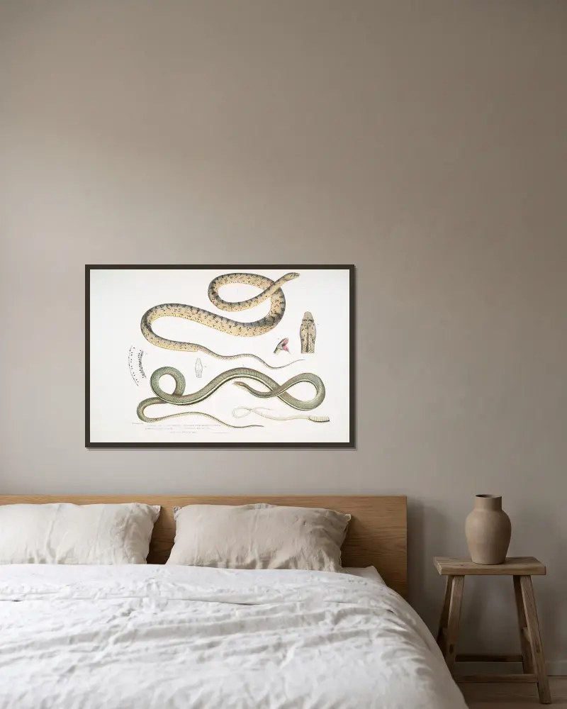 1. Spotted Bellied Snake, Coluber ventromaculatis; 2. Bell’s Tree Snake, Ahætula Bellii. av John Edward Gray inramad på en vägg