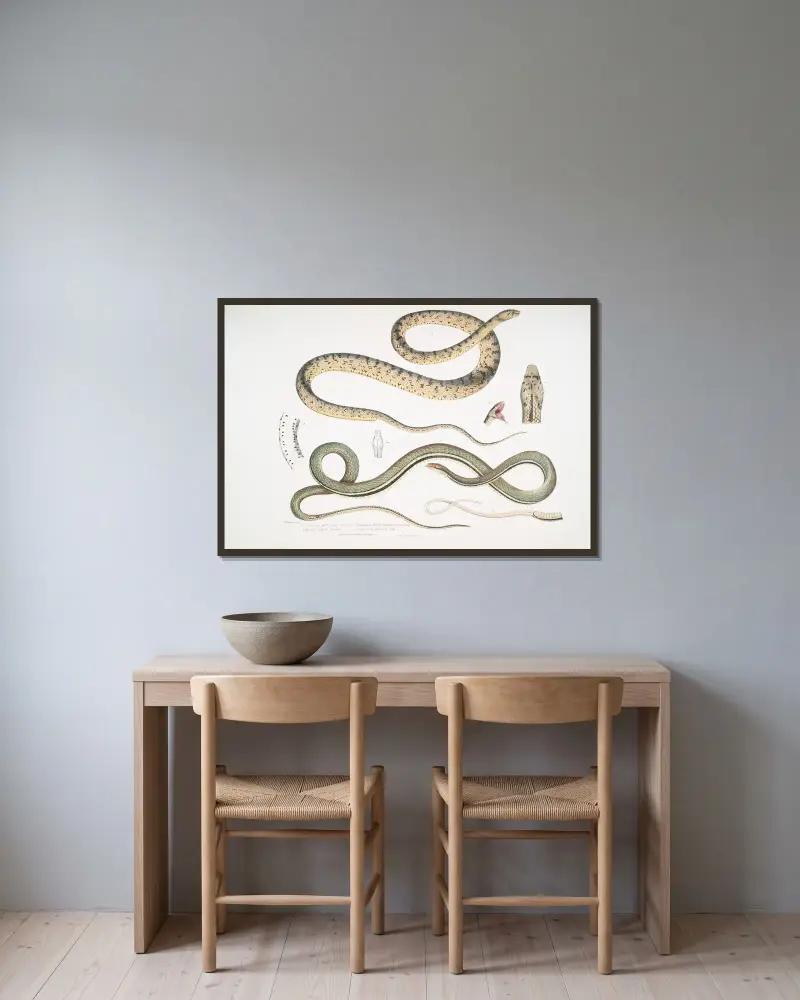 1. Spotted Bellied Snake, Coluber ventromaculatis; 2. Bell’s Tree Snake, Ahætula Bellii. av John Edward Gray inramad på en vägg