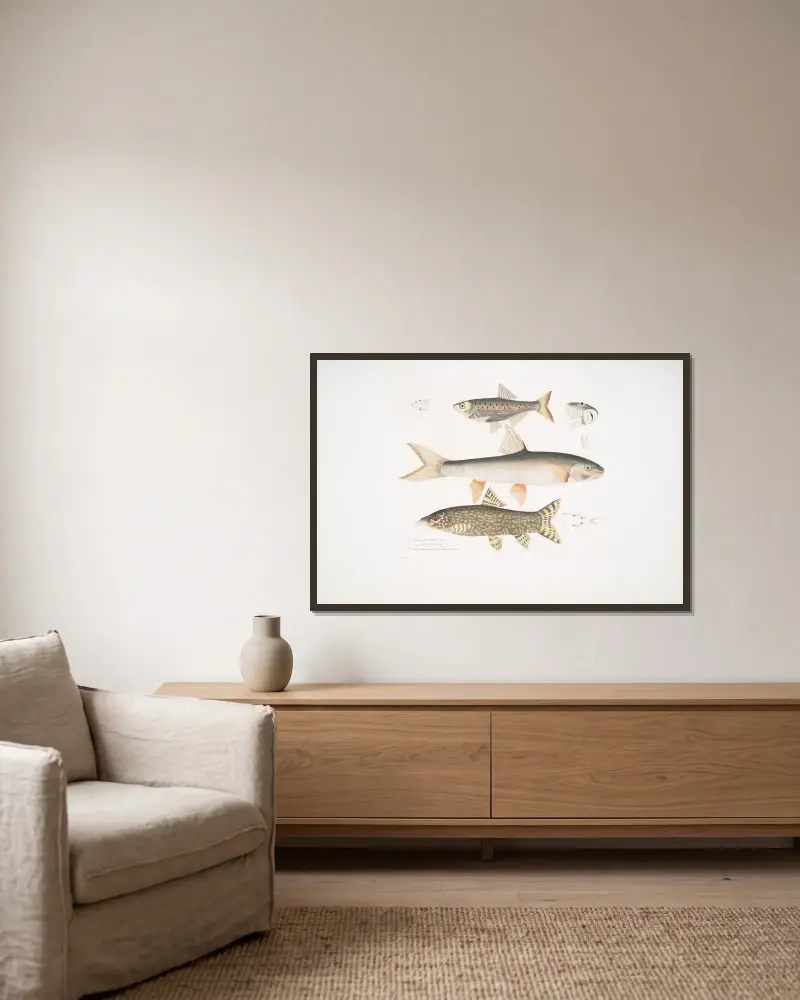 1. Tileo-karp, Cyprinus Tileo; 2. Richardsons karp, Cyprinus Richardsonii; 3. Vacker botia, Botia grandis. av John Edward Gray inramad på en vägg