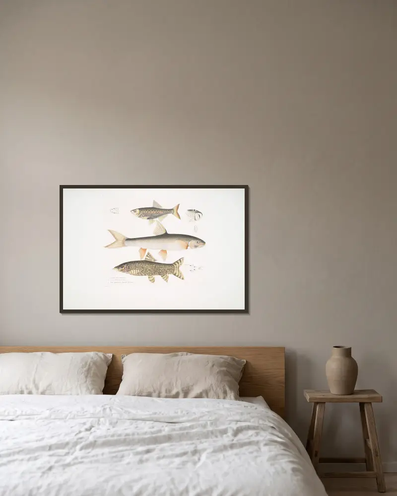 1. Tileo-karp, Cyprinus Tileo; 2. Richardsons karp, Cyprinus Richardsonii; 3. Vacker botia, Botia grandis. av John Edward Gray inramad på en vägg