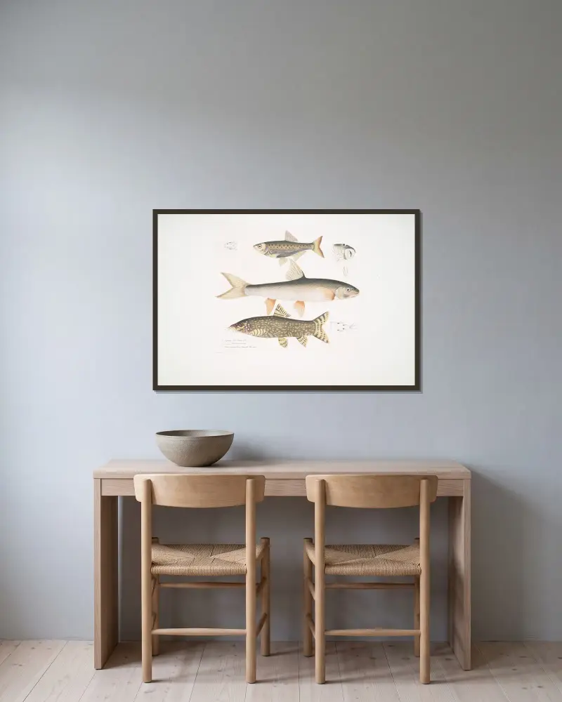 1. Tileo-karp, Cyprinus Tileo; 2. Richardsons karp, Cyprinus Richardsonii; 3. Vacker botia, Botia grandis. av John Edward Gray inramad på en vägg