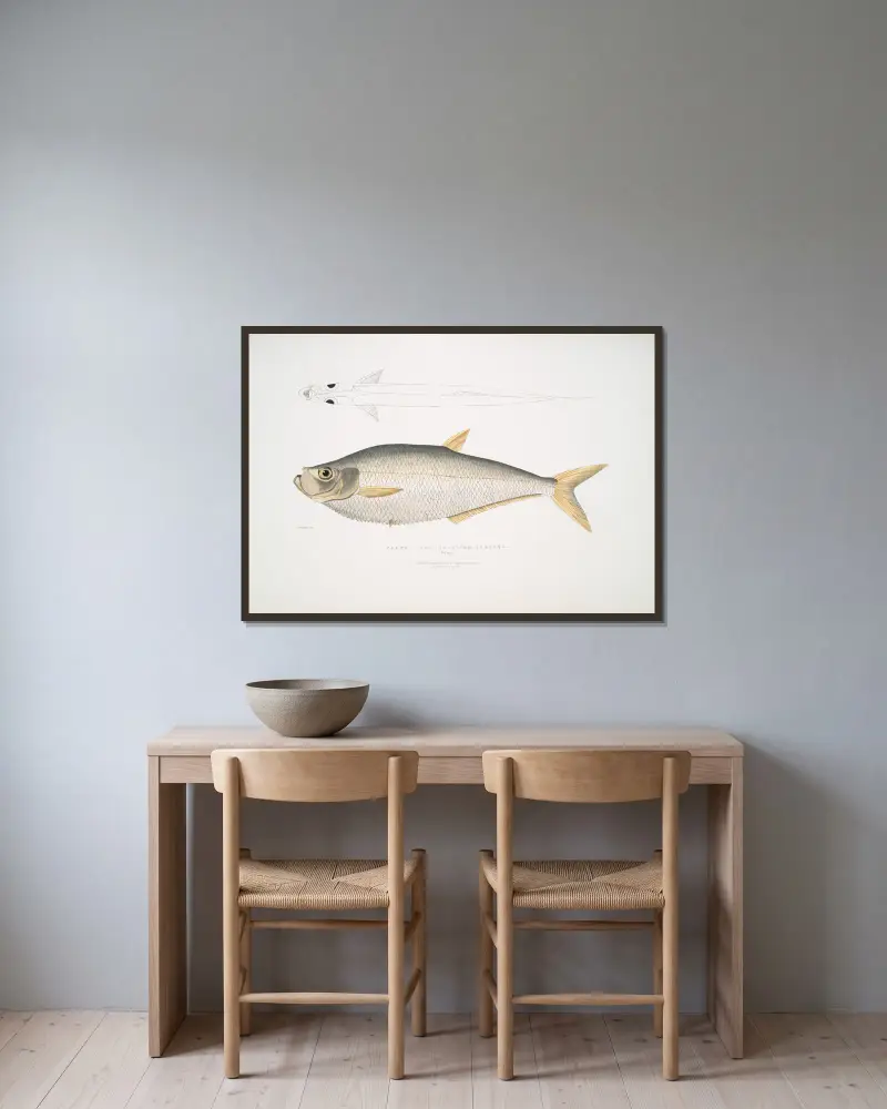 Allied Herring, Clupea affinis. Penang. av John Edward Gray inramad på en vägg