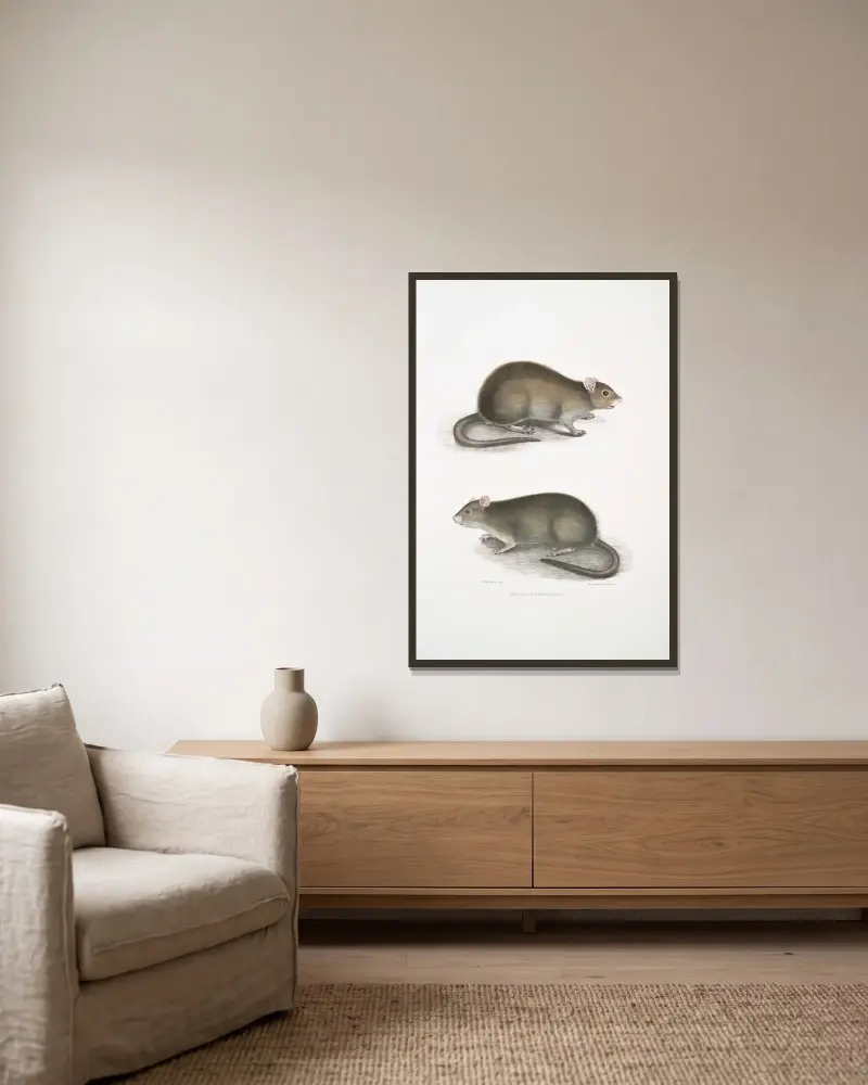 Bengal Field Rat, Arvicola Bengalensis. av John Edward Gray inramad på en vägg
