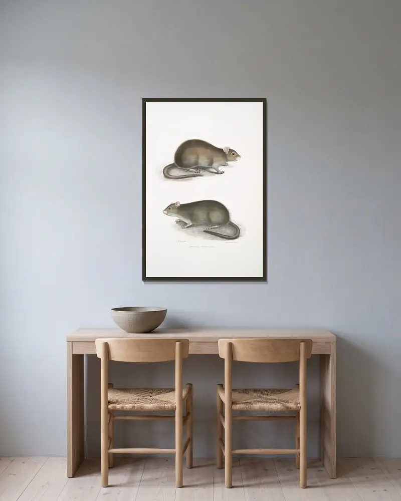 Bengal Field Rat, Arvicola Bengalensis. av John Edward Gray inramad på en vägg