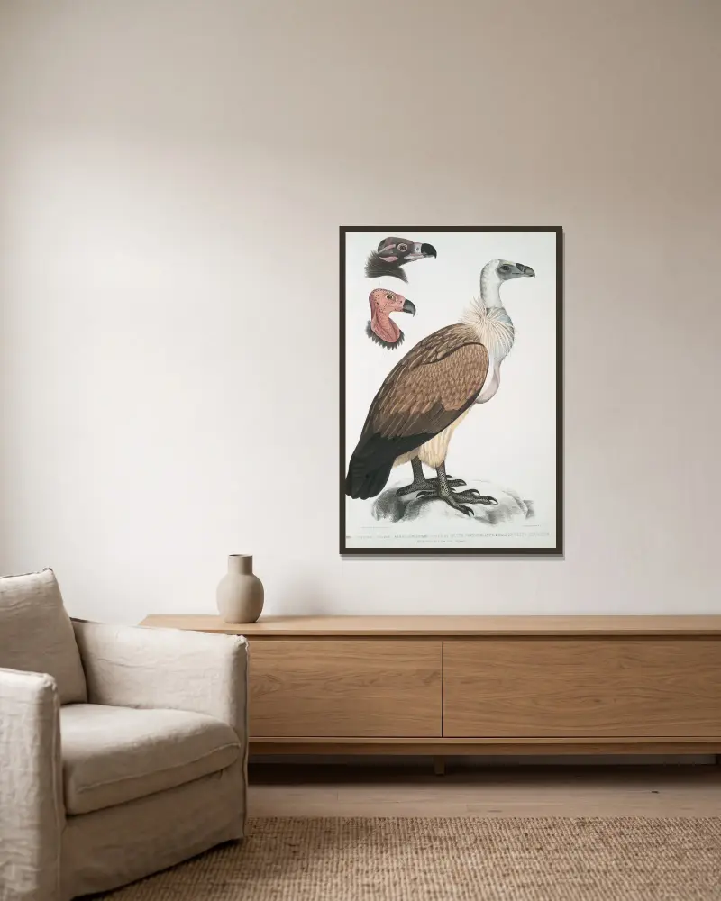 Bengal Vulture, Vultur Bengalensis. 1 Head of Vultur Pondicherianus; 2. Head of Vultur monarchus [monachus]. av John Edward Gray inramad på en vägg