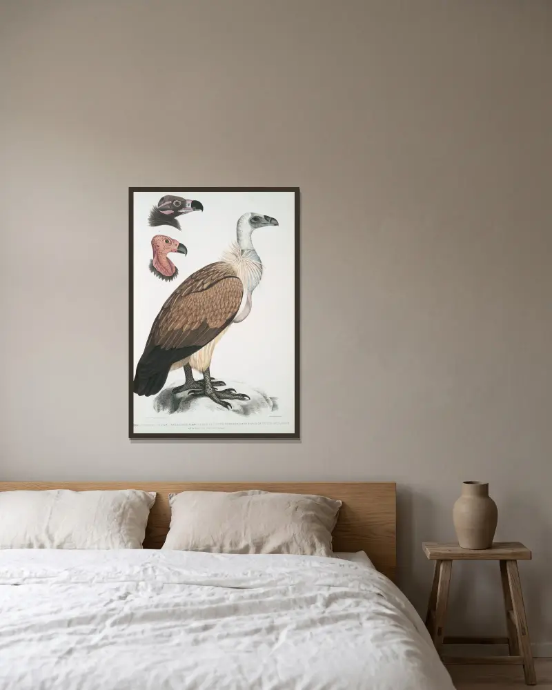 Bengal Vulture, Vultur Bengalensis. 1 Head of Vultur Pondicherianus; 2. Head of Vultur monarchus [monachus]. av John Edward Gray inramad på en vägg