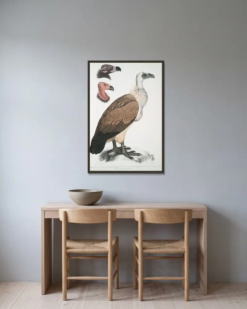 Bengal Vulture, Vultur Bengalensis. 1 Head of Vultur Pondicherianus; 2. Head of Vultur monarchus [monachus]. av John Edward Gray inramad på en vägg