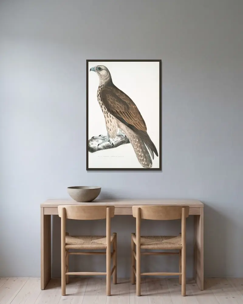 Cherrug Falcon, Falco cherrug. av John Edward Gray inramad på en vägg