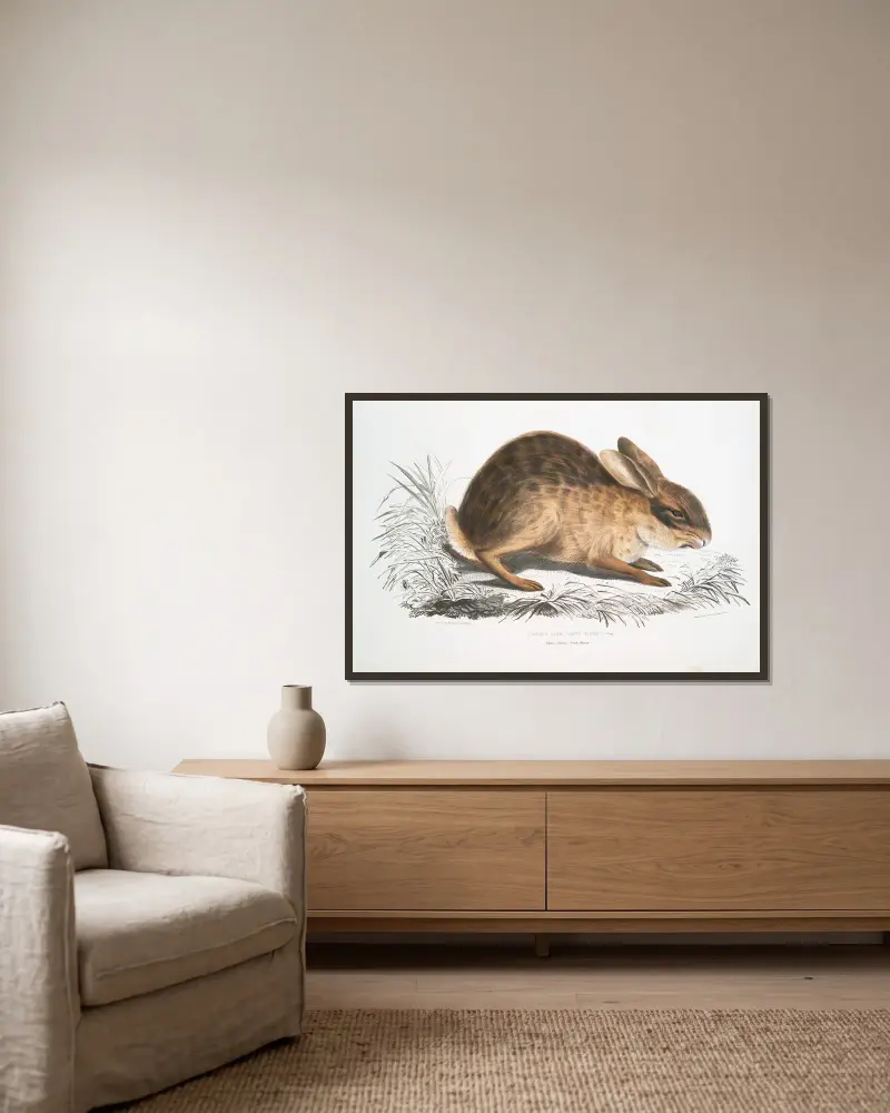 Čínský zajíc, Lepus sinensis, John Edward Gray v rámu na stěně