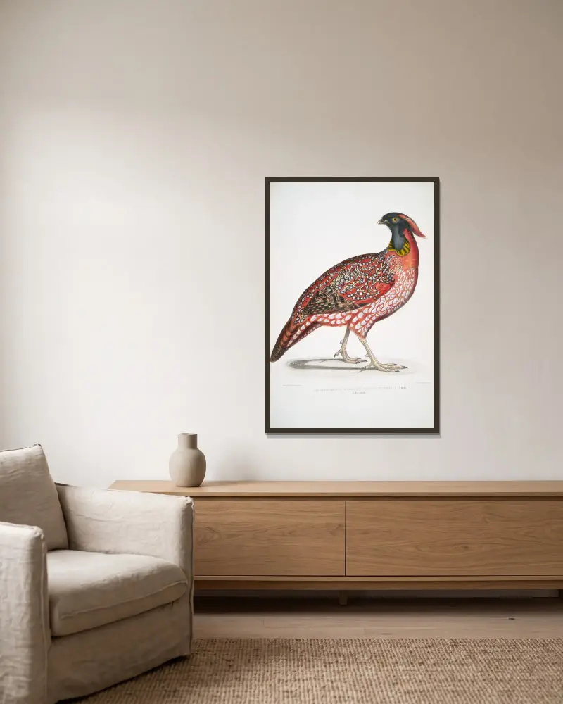 Chinese Horned Pheasant, Satyra Temminckii av John Edward Gray inramad på en vägg