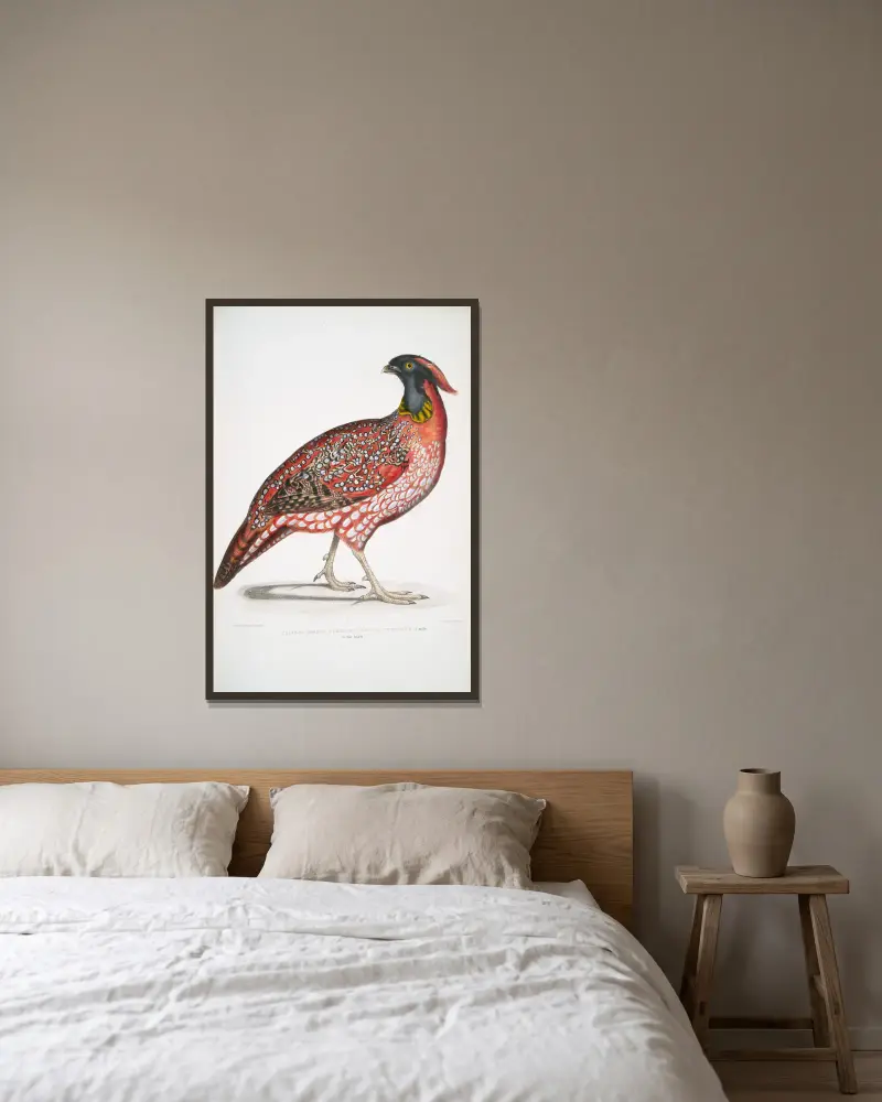 Chinese Horned Pheasant, Satyra Temminckii av John Edward Gray inramad på en vägg