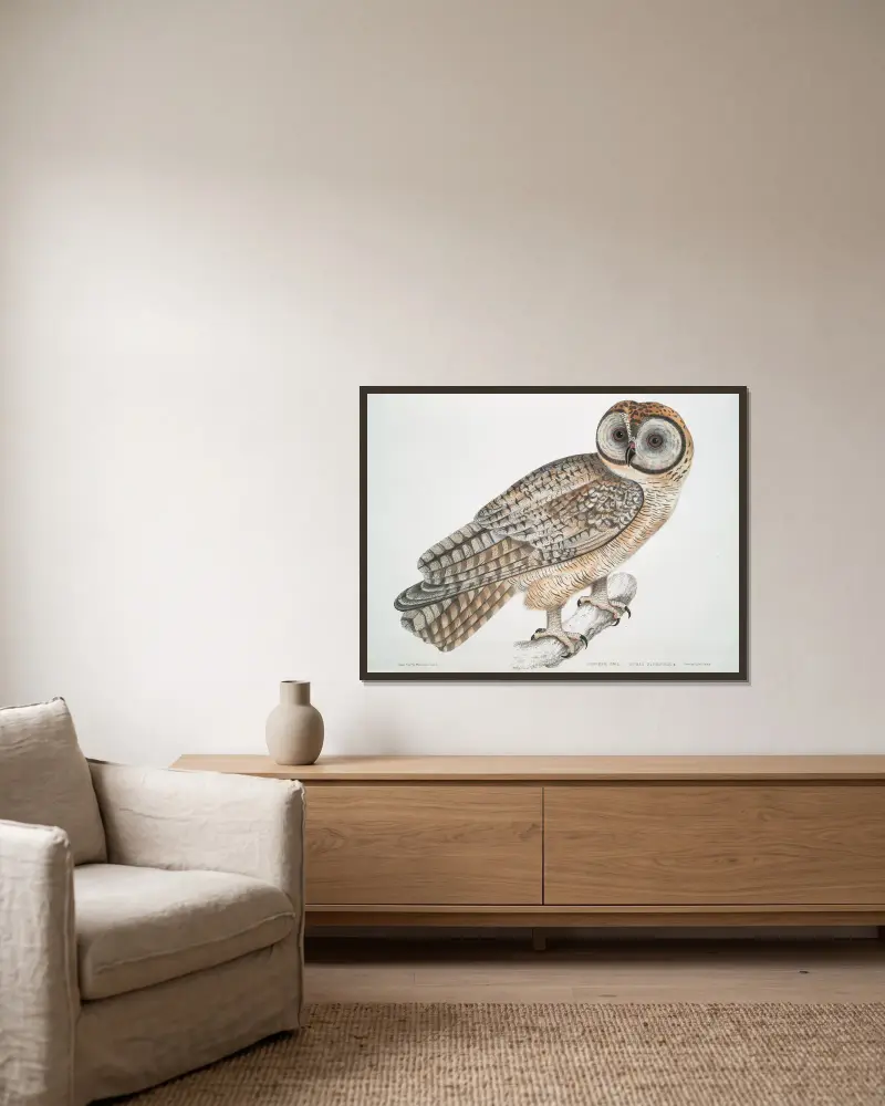 Čínská sova, Strix Sinensis, John Edward Gray v rámu na stěně