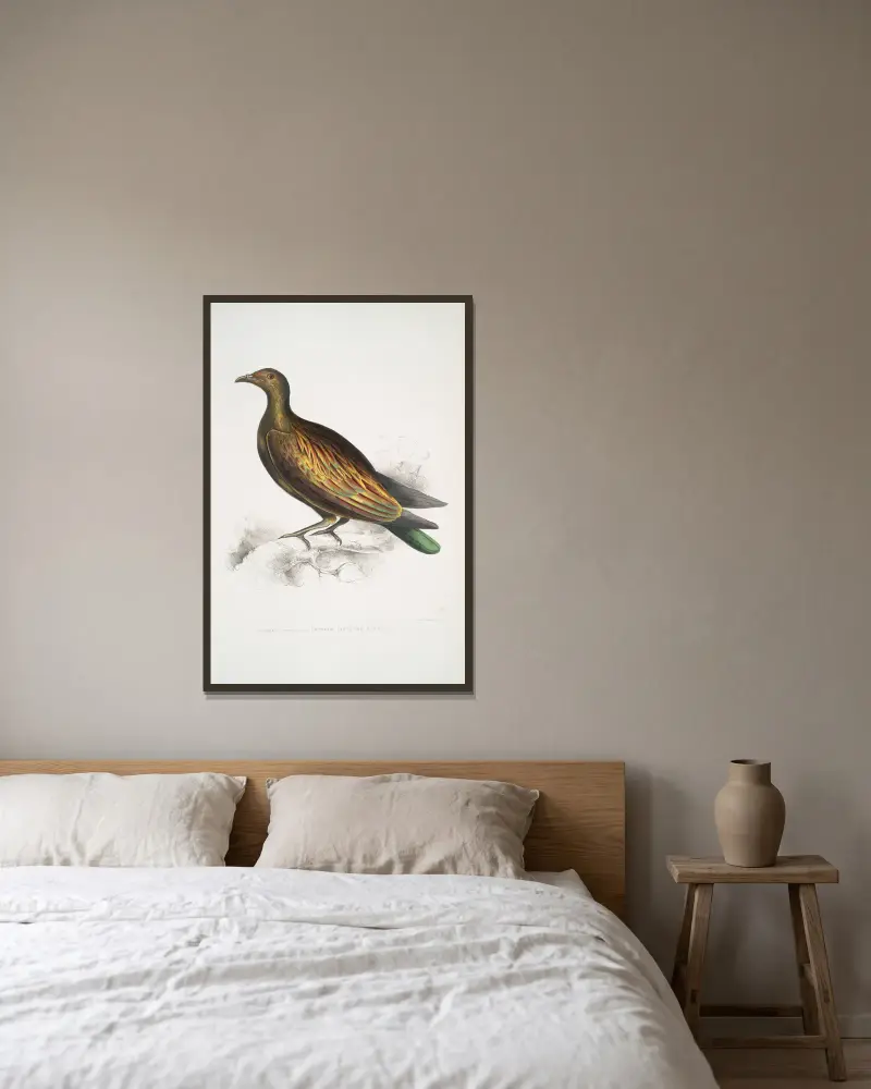 Chinese Tippeted Pigeon, Columba Gouldioe. av John Edward Gray inramad på en vägg