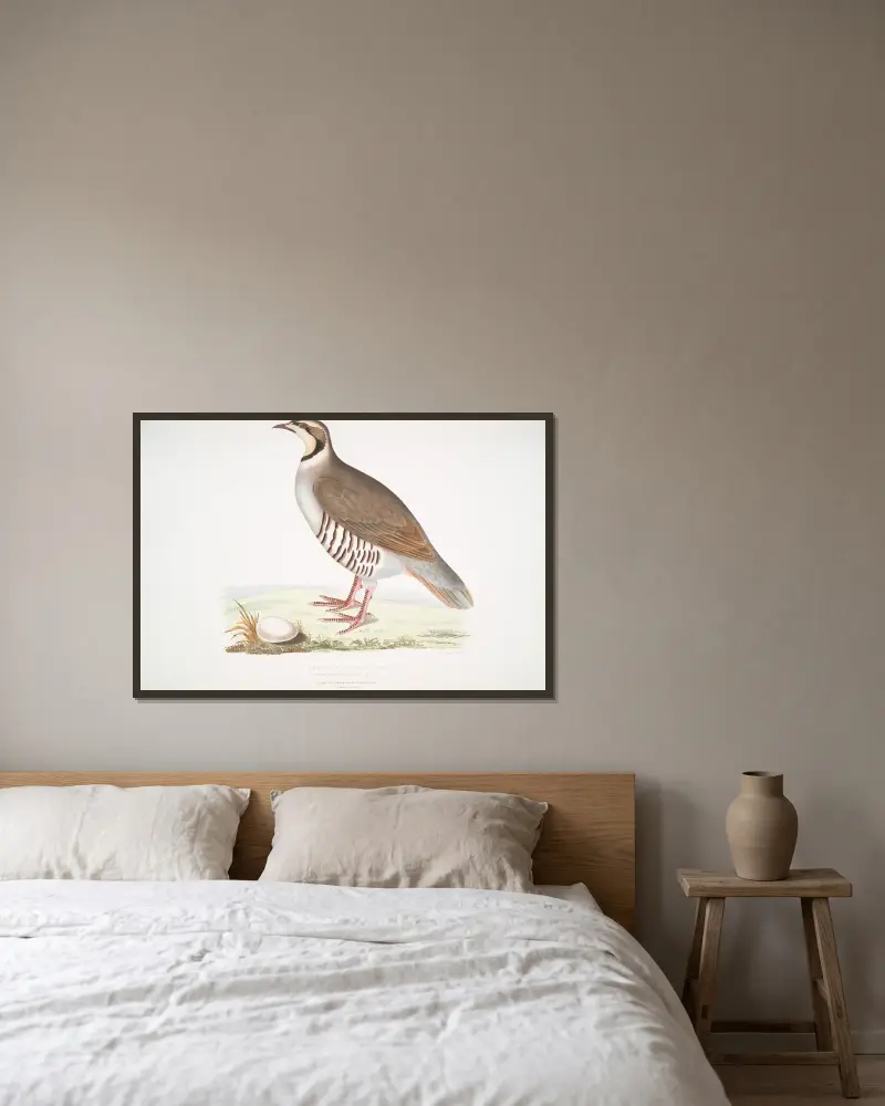 Chuckar Partridge, Perdix chukar. India. Natural size. av John Edward Gray inramad på en vägg