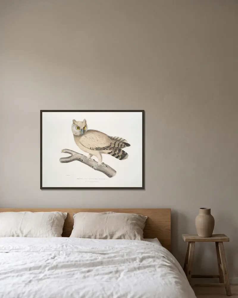 Koromandelkauz, Strix Coromandra von John Edward Gray gerahmt an einer Wand