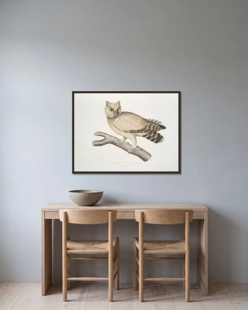 Koromandelkauz, Strix Coromandra von John Edward Gray gerahmt an einer Wand