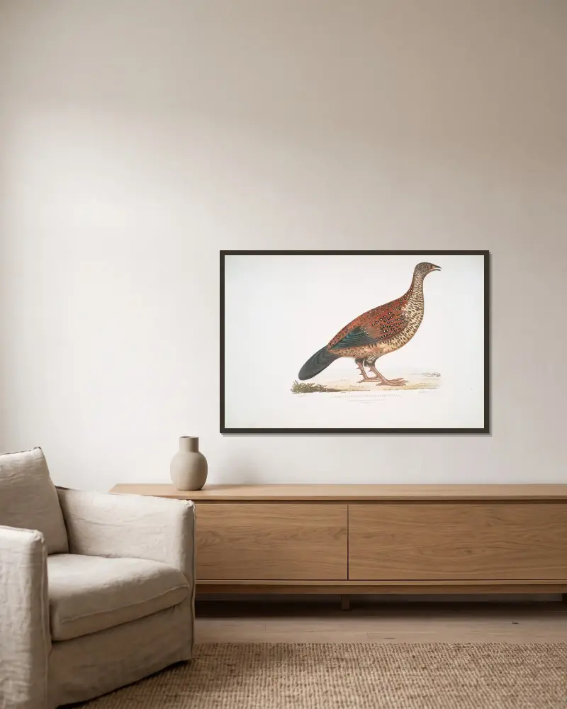 Curria Partridge, Perdix Hardwickii. av John Edward Gray inramad på en vägg