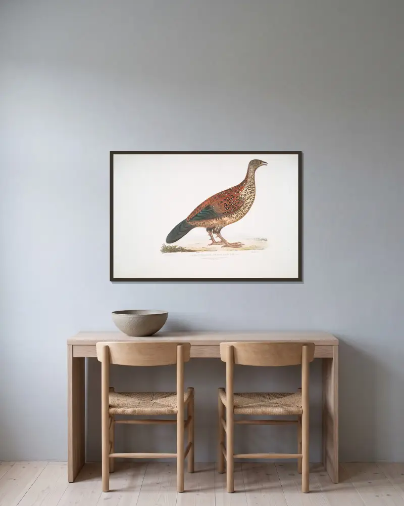 Curria Partridge, Perdix Hardwickii. av John Edward Gray inramad på en vägg