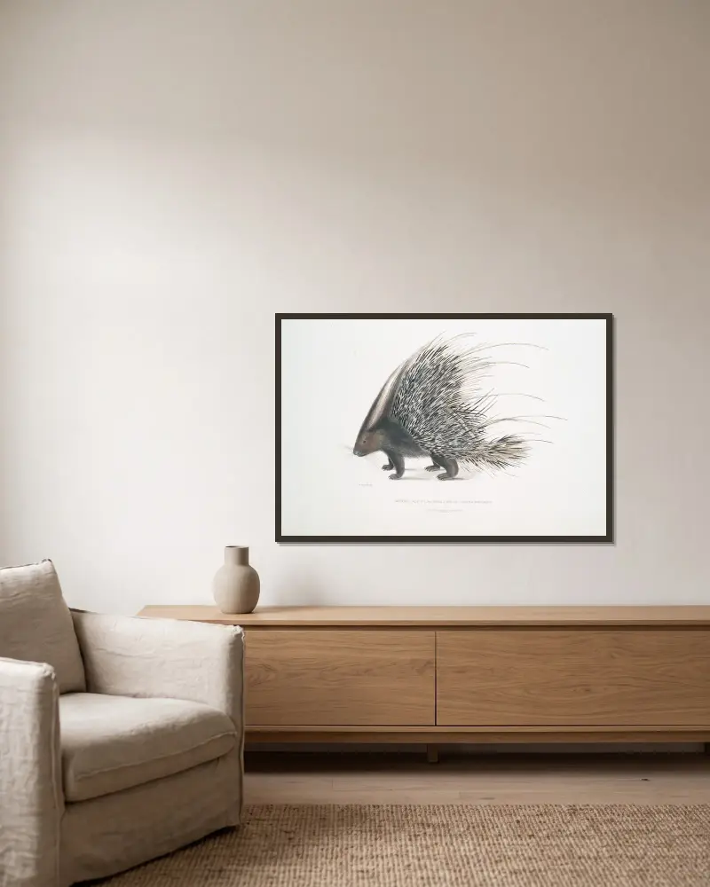 Indian Crested Porcupine, Histrix cristata. av John Edward Gray inramad på en vägg
