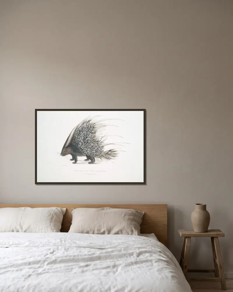 Indian Crested Porcupine, Histrix cristata. av John Edward Gray inramad på en vägg