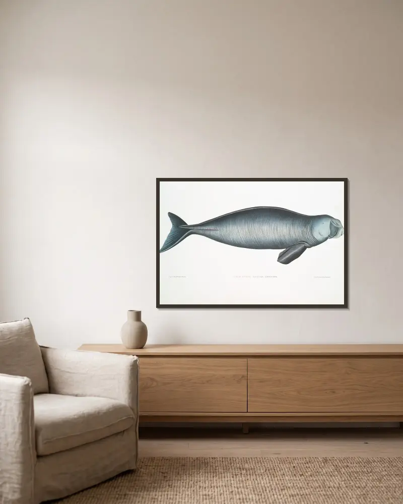 Indian Dugong, Halicora Dugung. av John Edward Gray inramad på en vägg